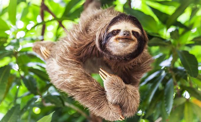 Monkeys, Sloths and Iguanas